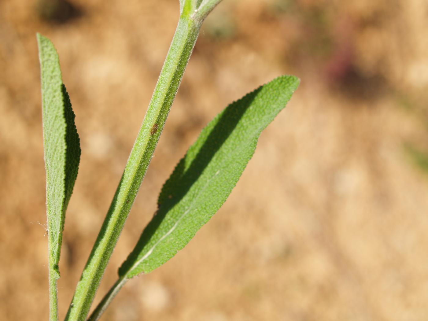 Sage leaf